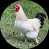 doveshollow